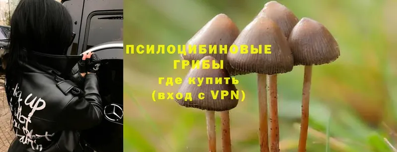 Псилоцибиновые грибы MAGIC MUSHROOMS  наркотики  Юрьев-Польский 